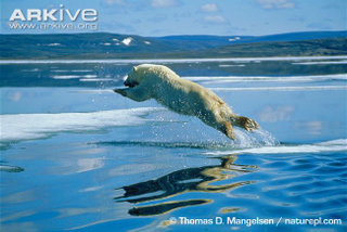 Illustration for article titled Thursidae - Ursus maritimus Edition